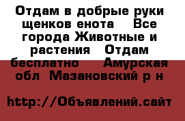 Отдам в добрые руки щенков енота. - Все города Животные и растения » Отдам бесплатно   . Амурская обл.,Мазановский р-н